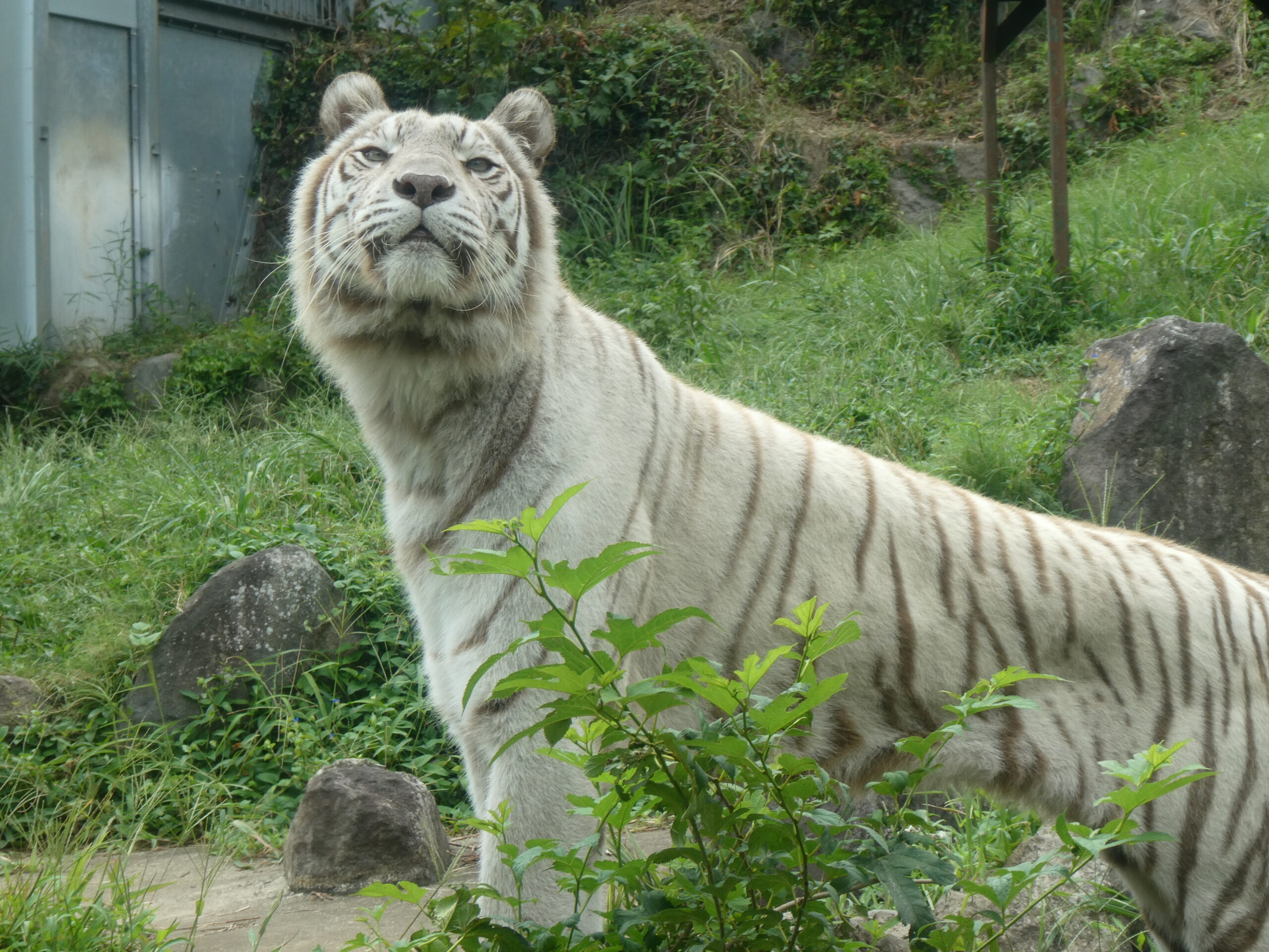 ホワイトタイガー